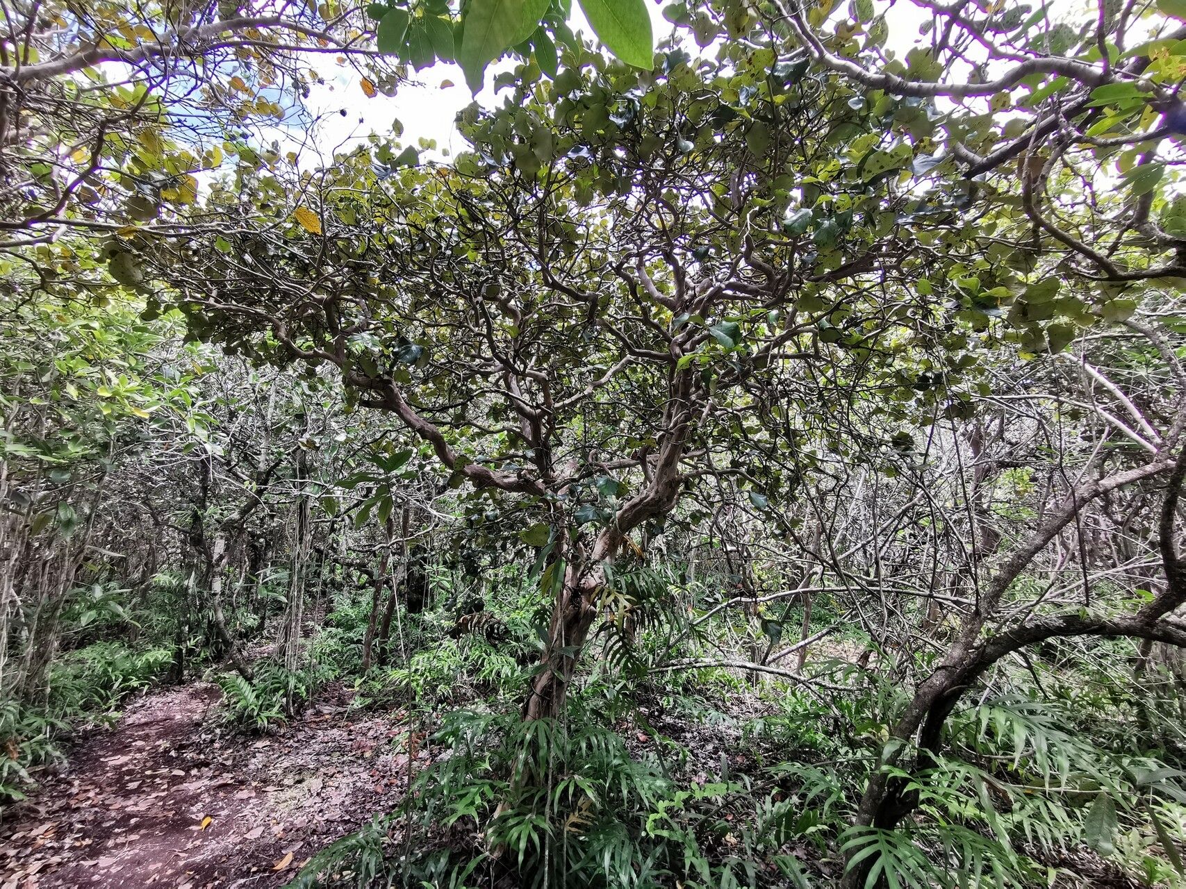 Eugenia lucida habit