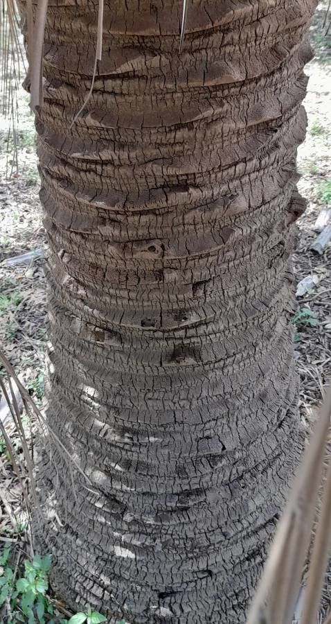 Butia eriospatha bark