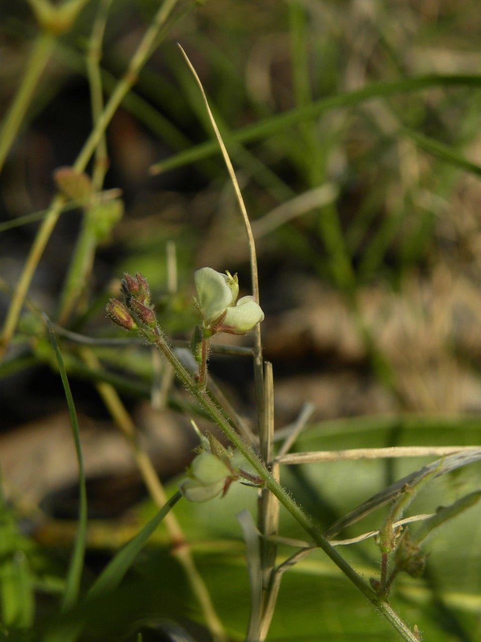 Desmodium distortum — search result for 'Desmodium'