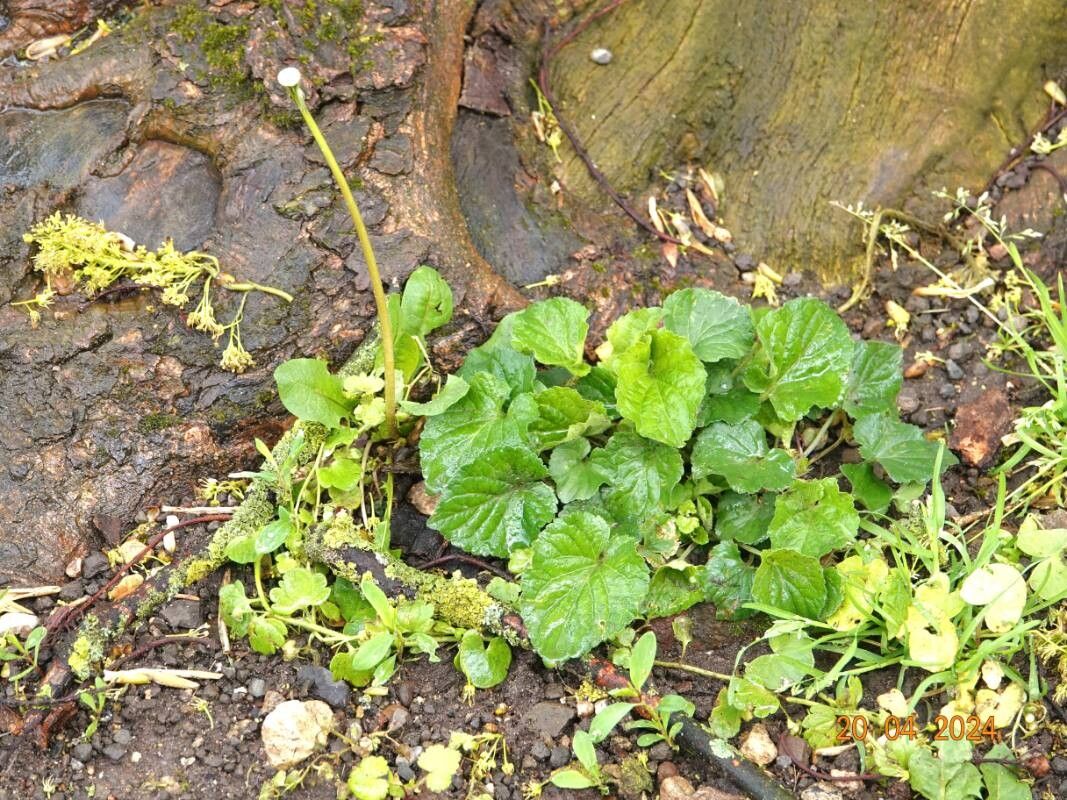 Viola × scabra habit