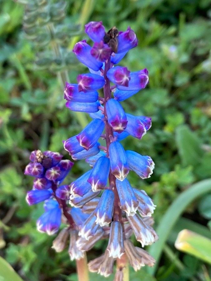 Bellevalia dubia — related species from the same genus