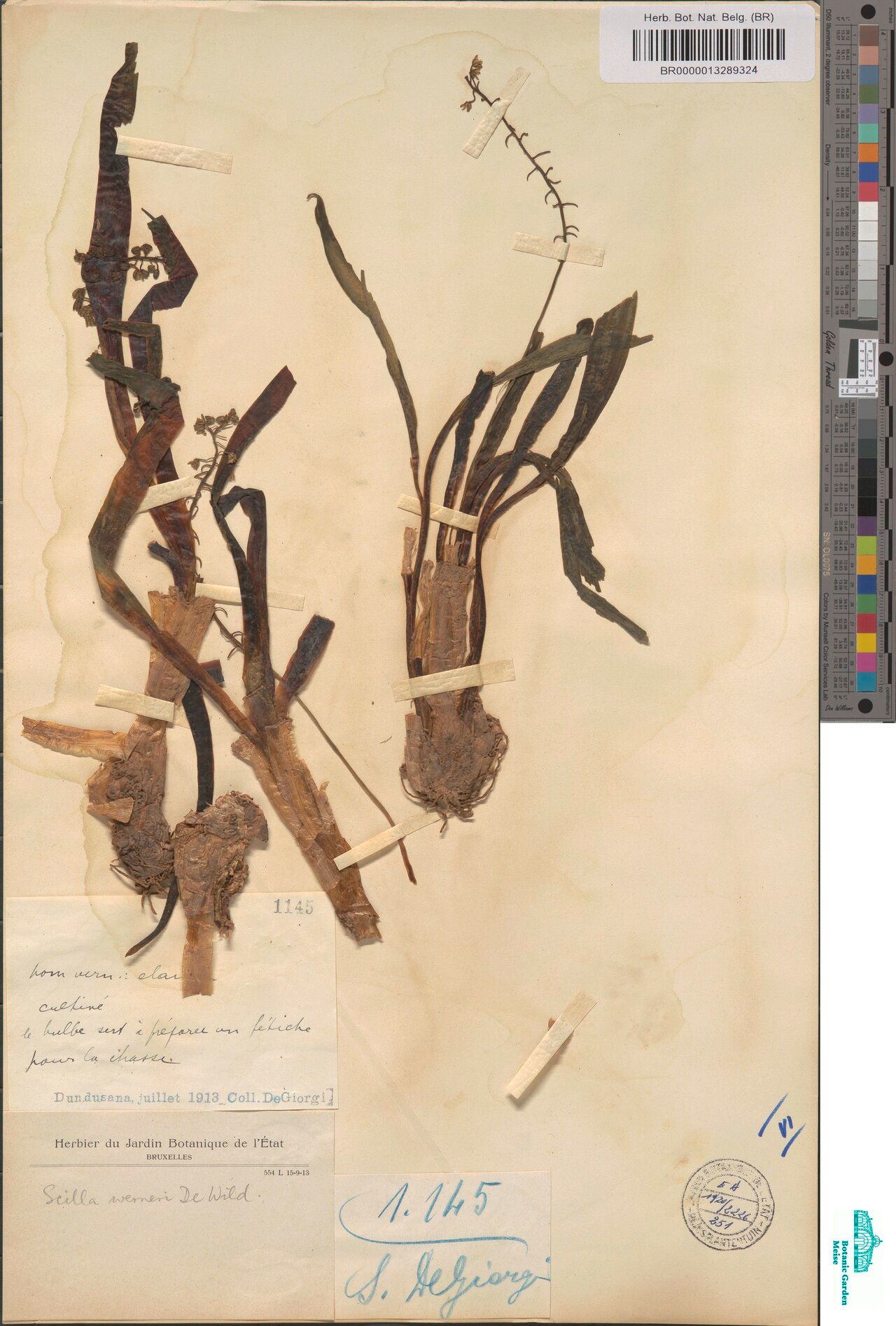 Scilla werneri — houseplant care guide