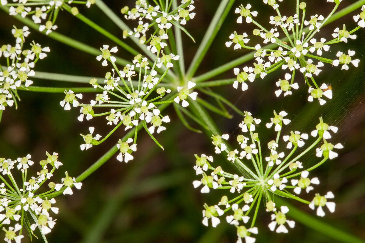 Peucedanum rablense flower