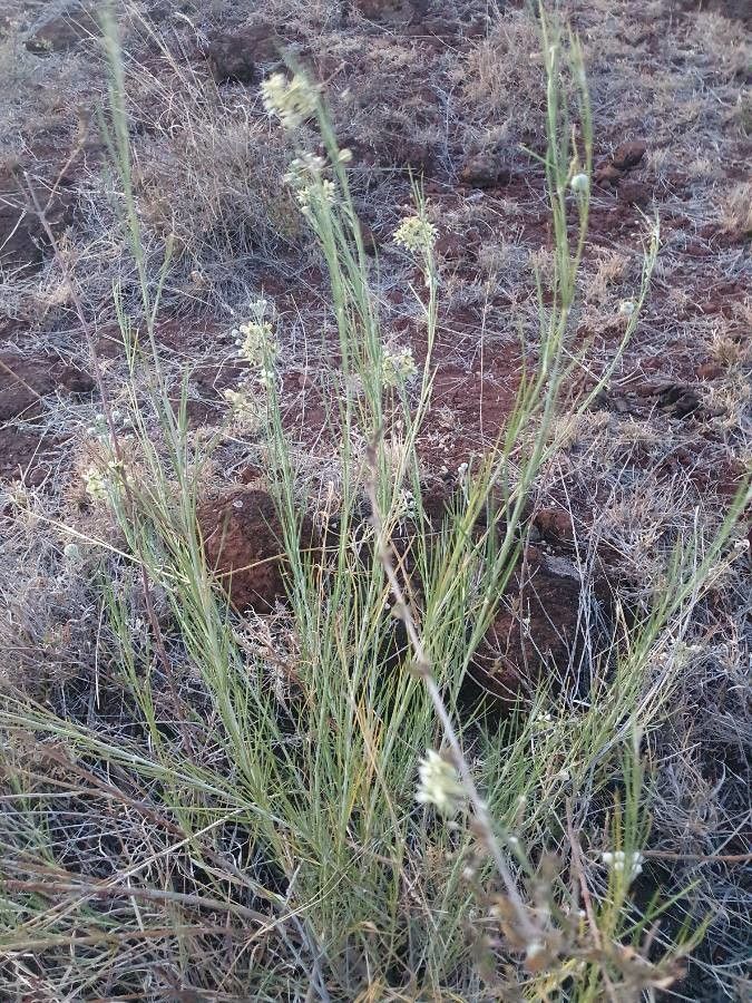 Gomphocarpus integer leaf