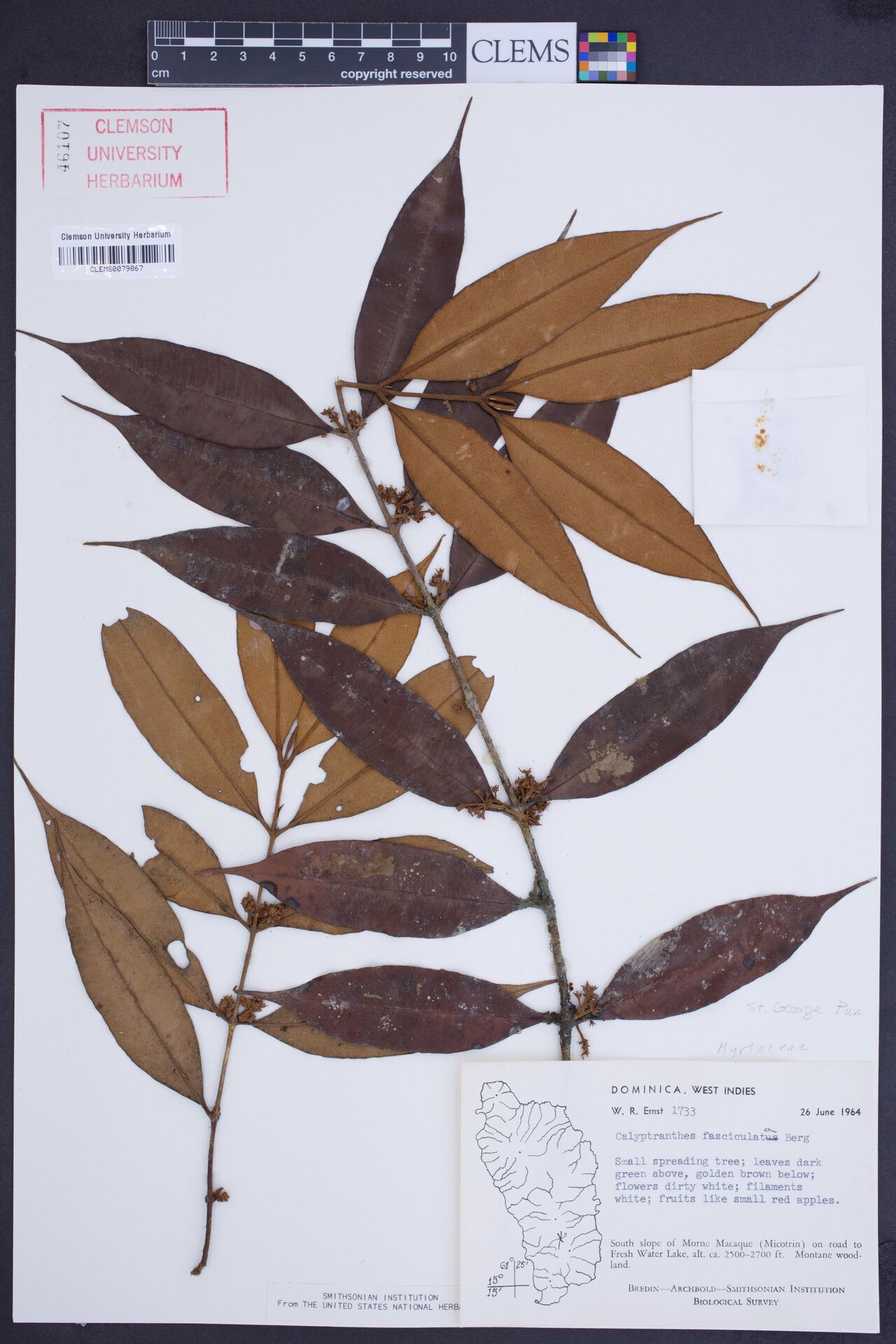 Myrcia fasciculata — houseplant care guide