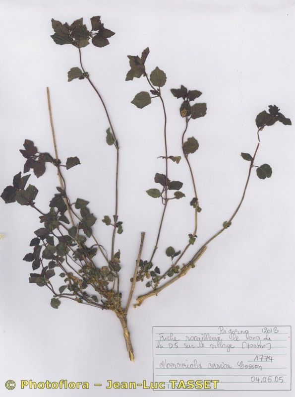 Mercurialis corsica — related species from the same genus