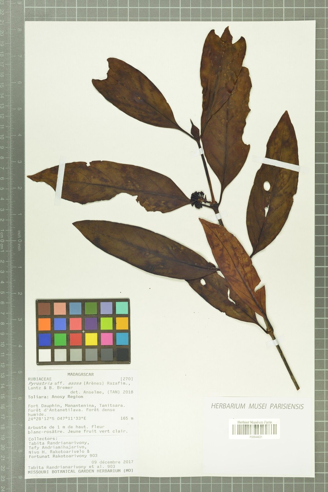 Pyrostria asosa — houseplant care guide