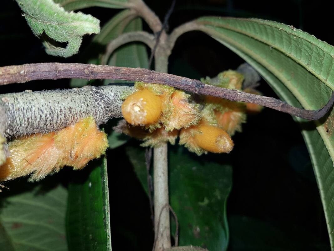 Columnea florida flower