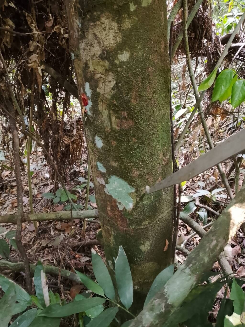 Manilkara dawei bark