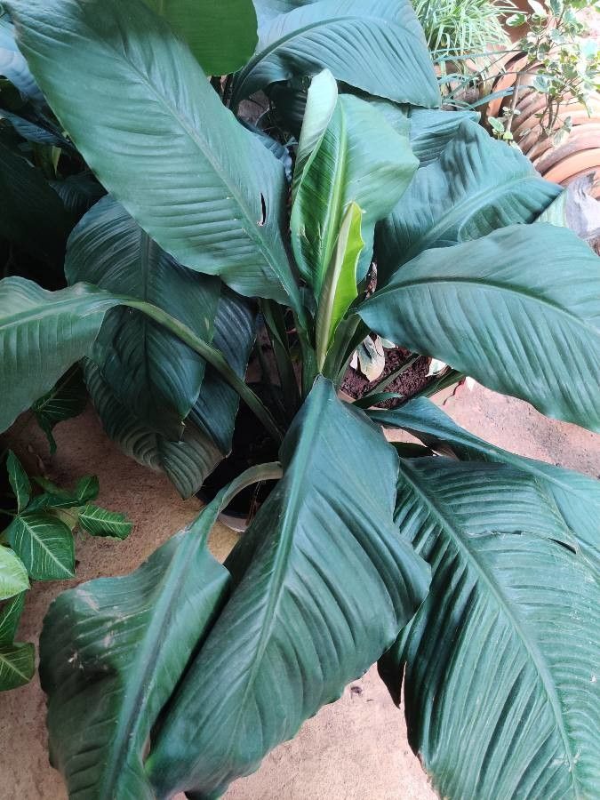Spathiphyllum wendlandii — houseplant care guide