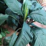 Spathiphyllum wendlandii