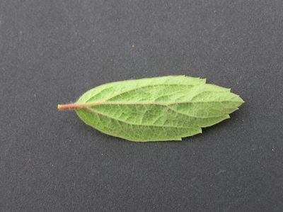 Spiraea pubescens other