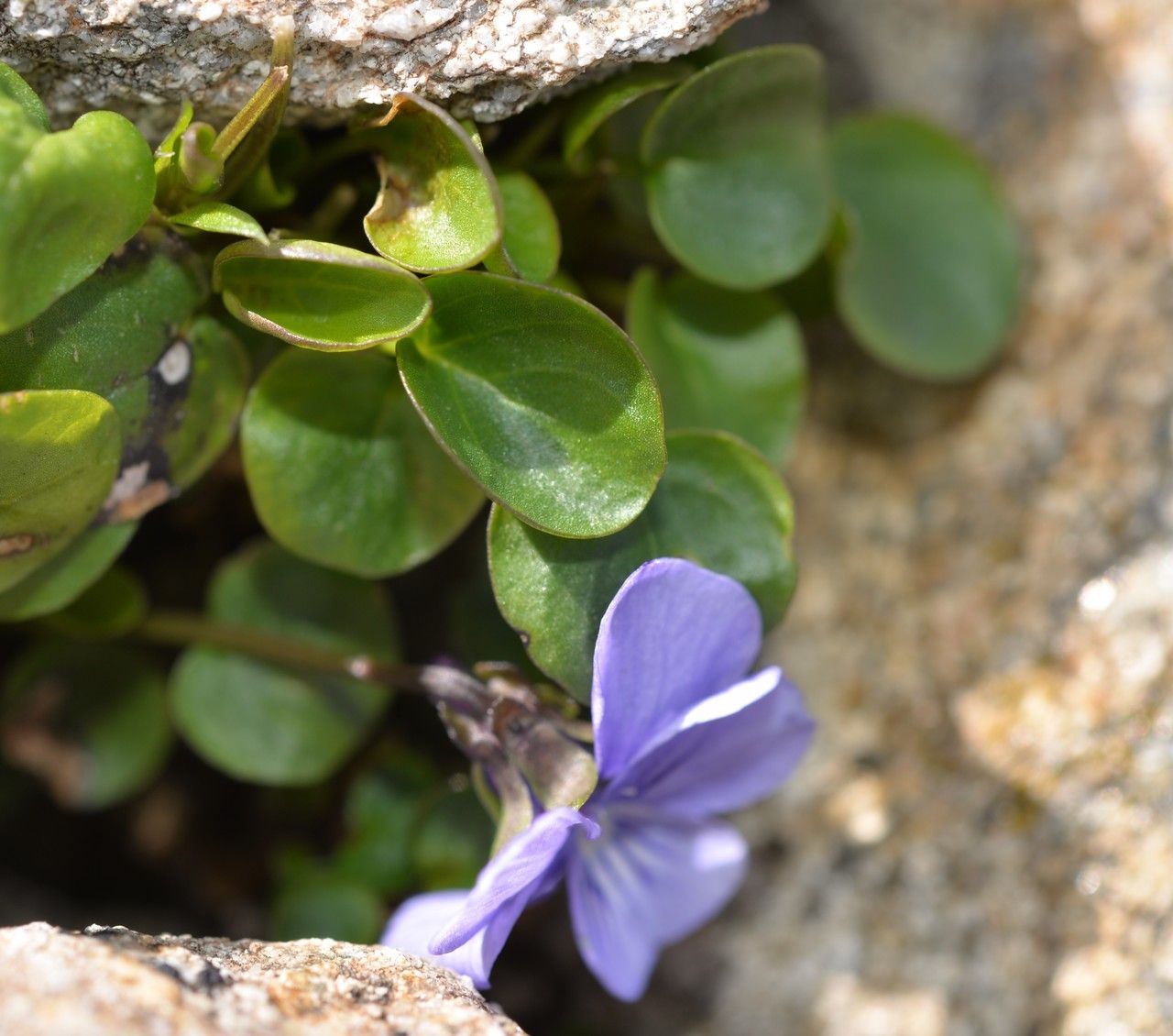 Viola argenteria other
