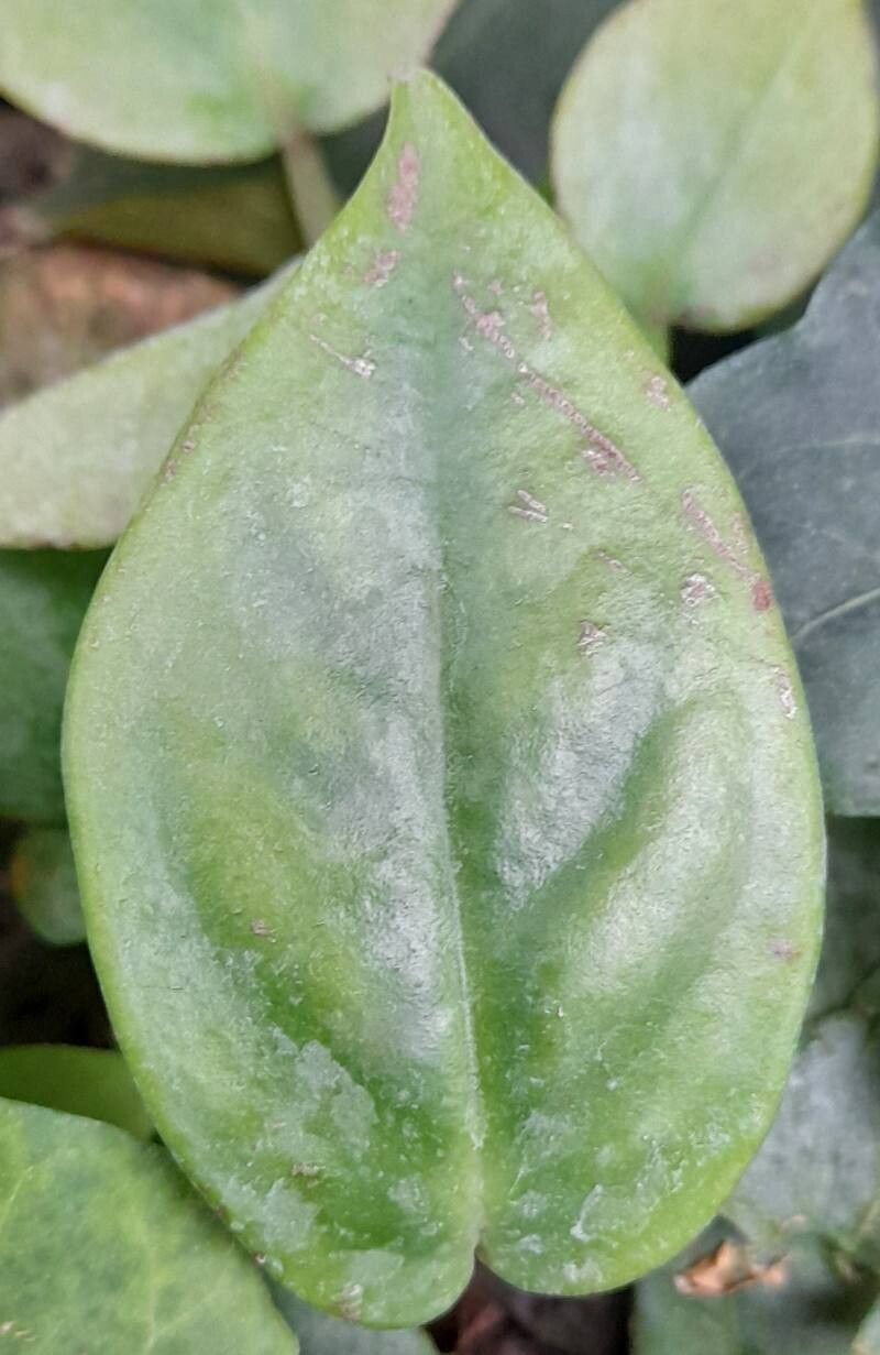Peperomia angustata leaf