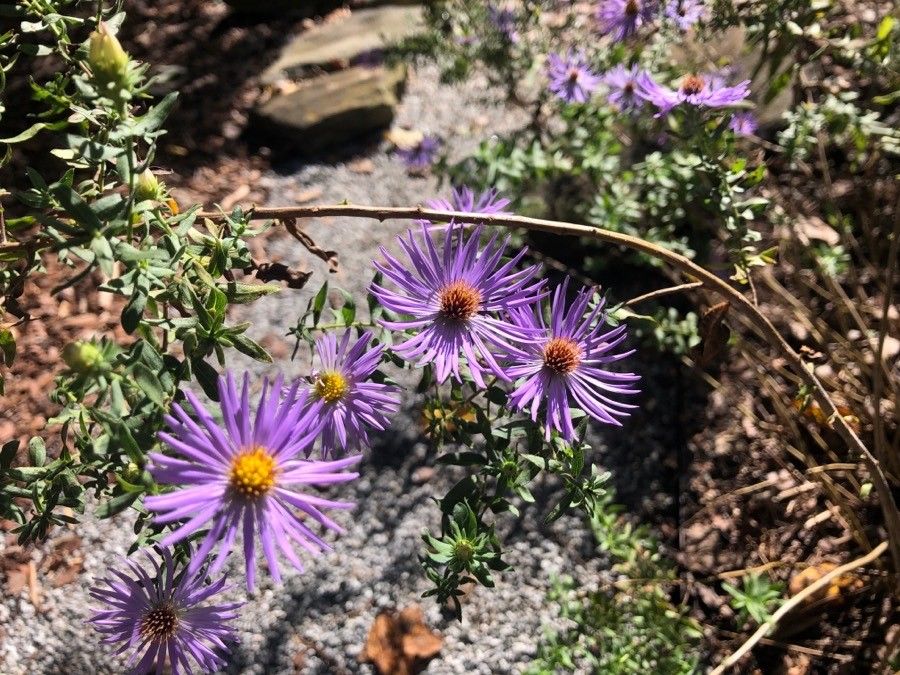 Symphyotrichum oblongifolium habit