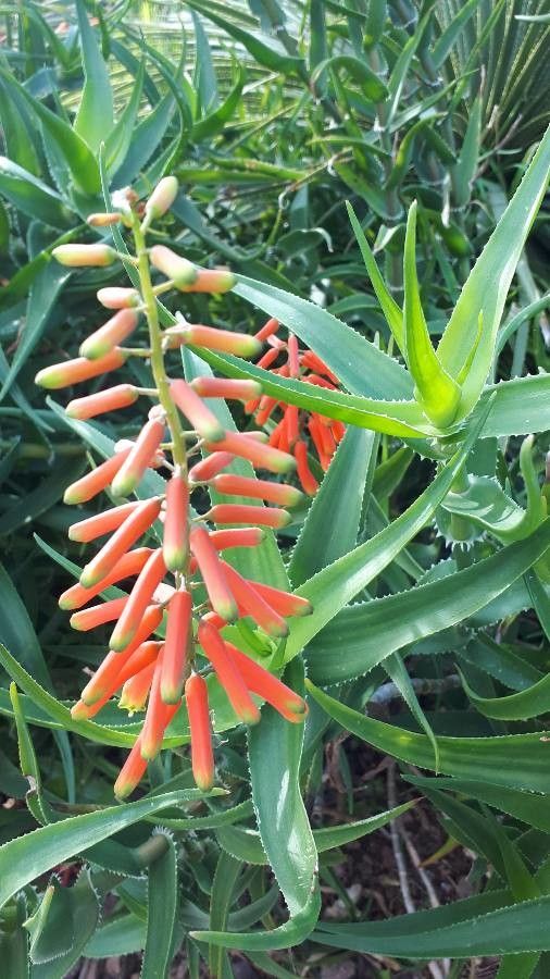 Aloe striatula flower