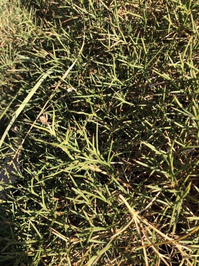 Genista boissieri — search result for 'Genista'