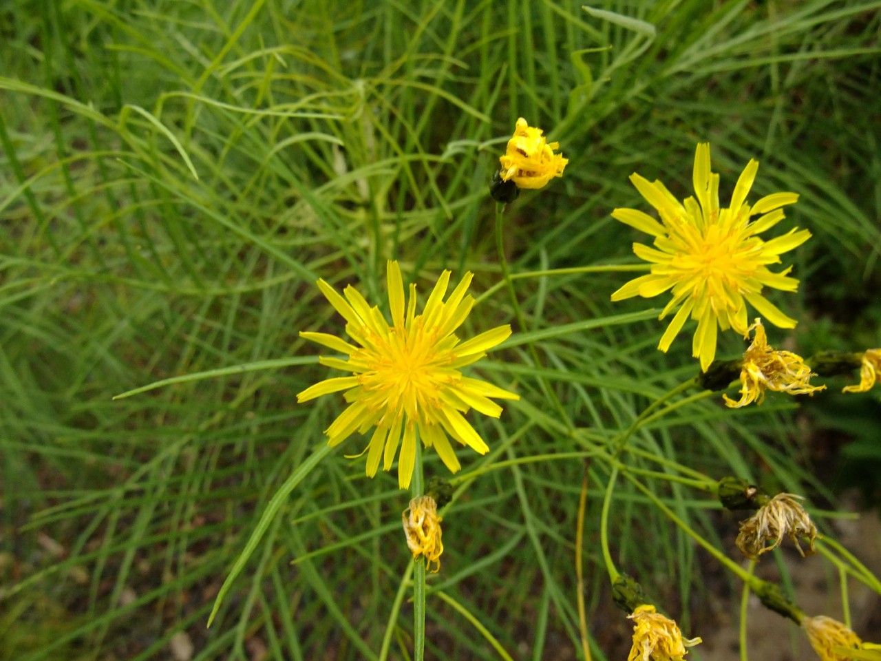 Sonchus wildpretii flower
