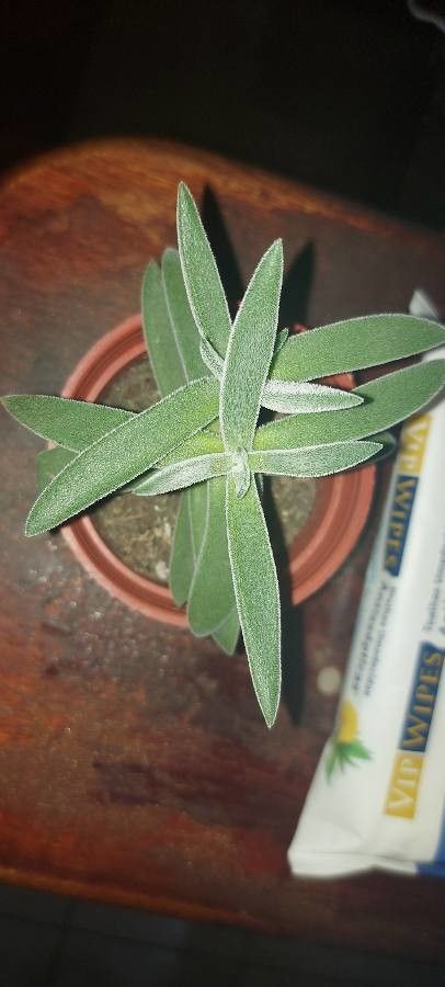 Crassula Mesembryanthemoides habit