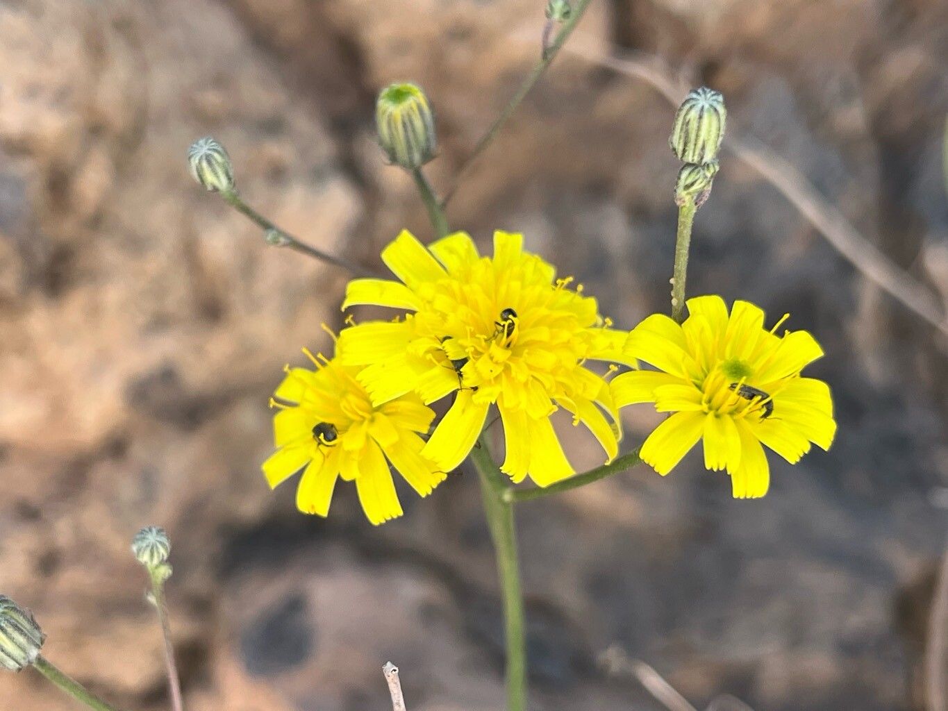 Tolpis webbii flower