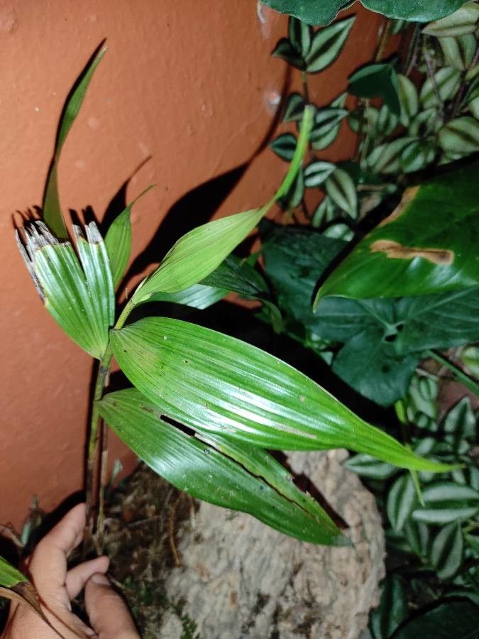 Corymborkis flava — houseplant care guide