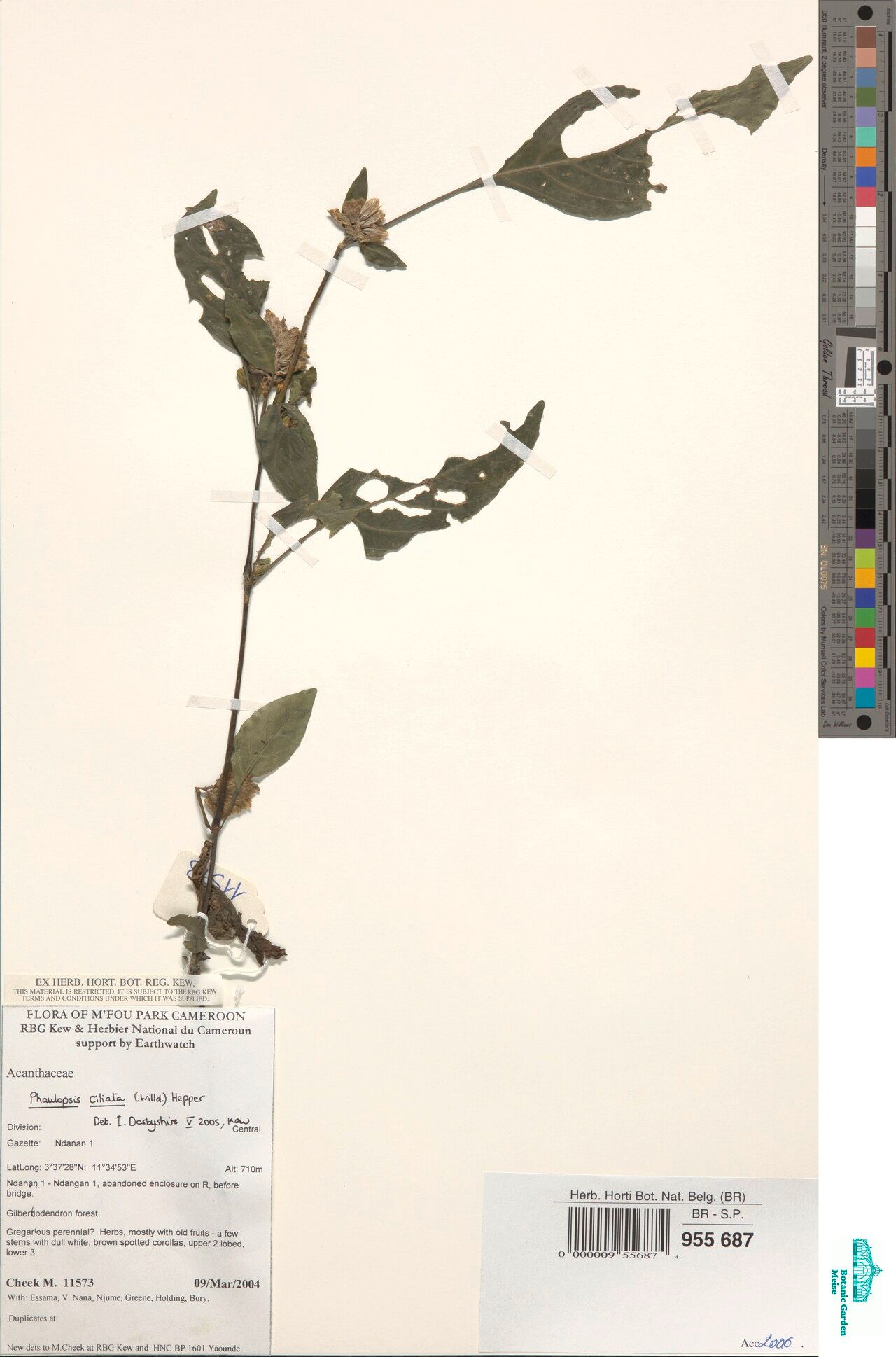 Phaulopsis savannicola — houseplant care guide