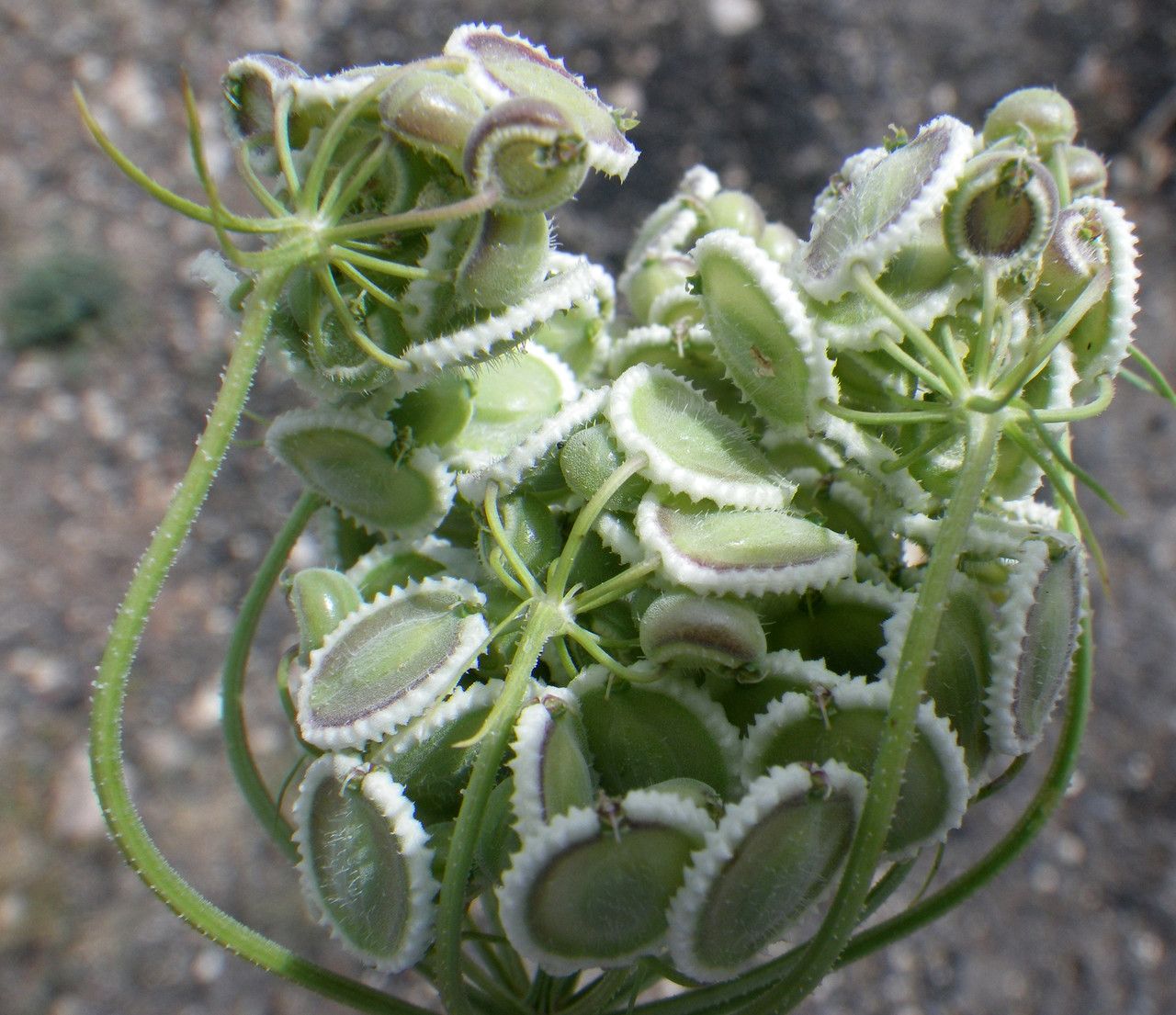 Tordylium aegyptiacum fruit