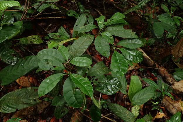 Psychotria potanthera habit