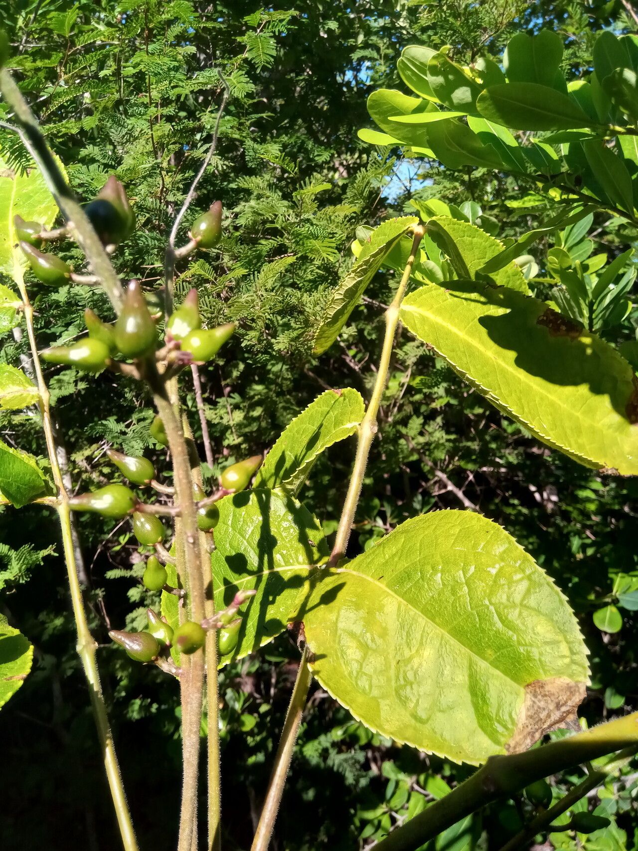 Commiphora grandifolia fruit