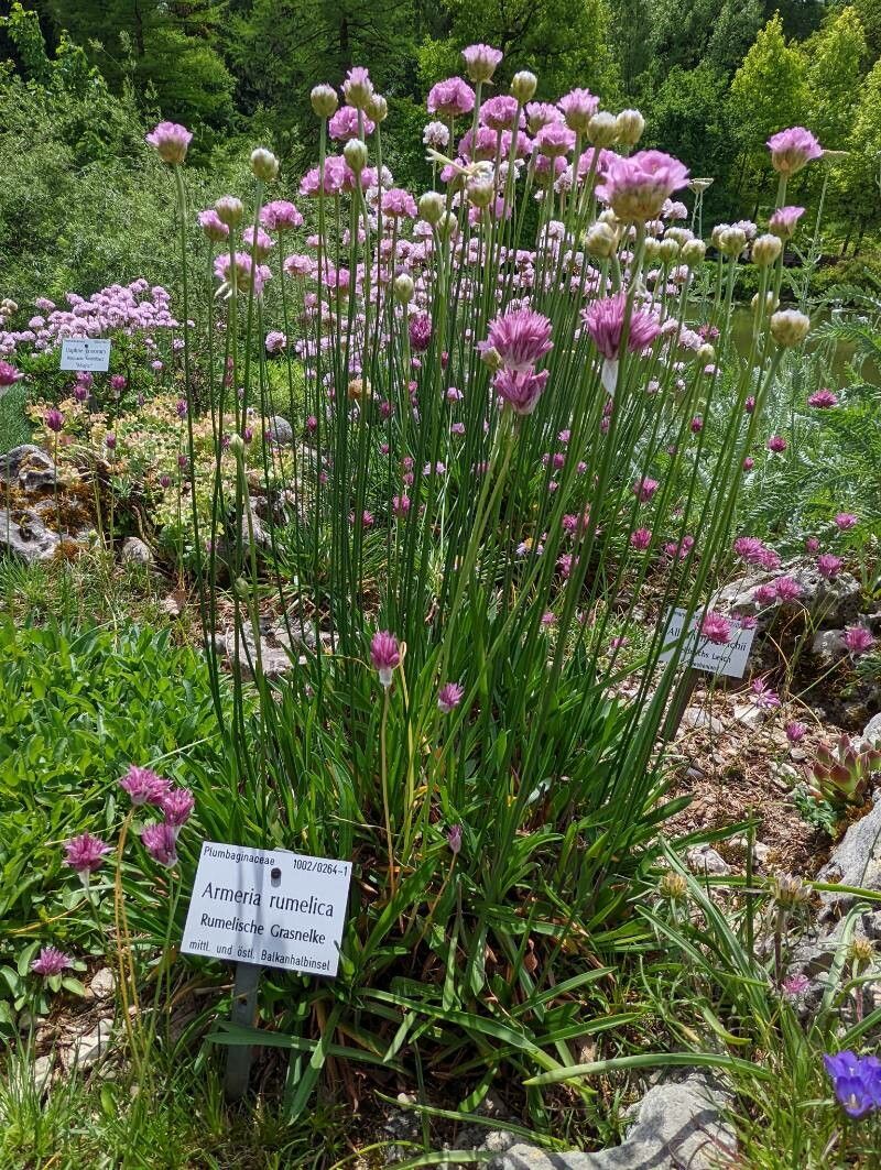 Armeria rumelica habit