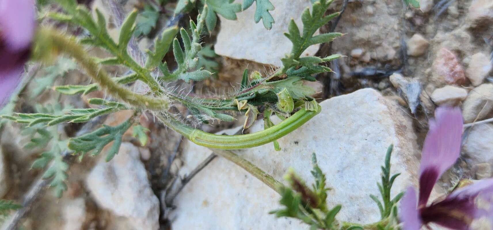 Roemeria hybrida fruit
