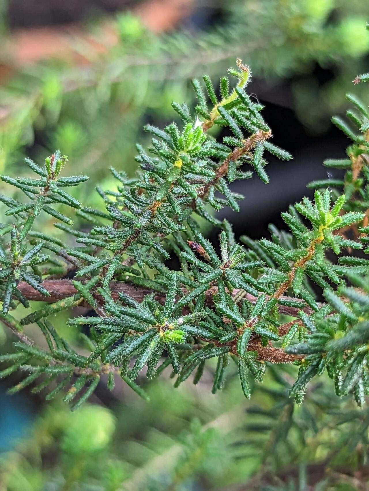 Erica glandulosa leaf