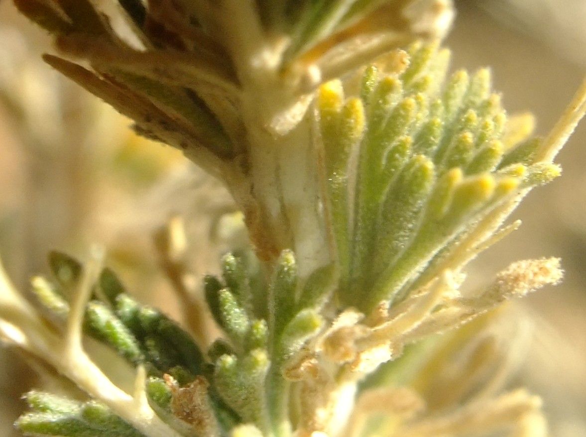 Descurainia bourgaeana fruit