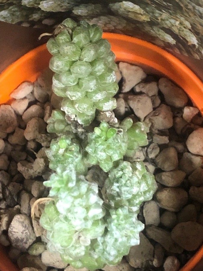 Anacampseros namaquensis — search result for 'Anacampseros'