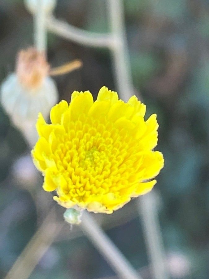 Andryala ragusina flower