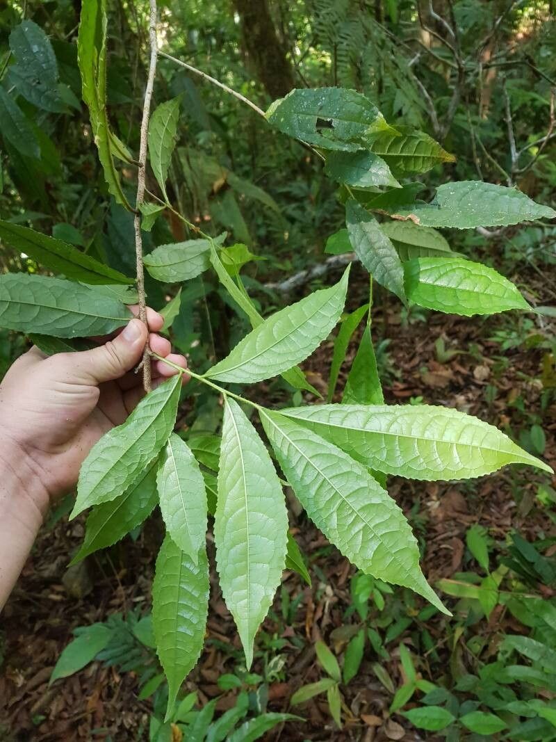 Symplocos naniflora — houseplant care guide