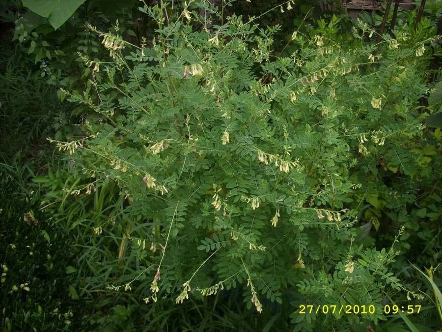 Astragalus propinquus — search result for 'Mongolia'