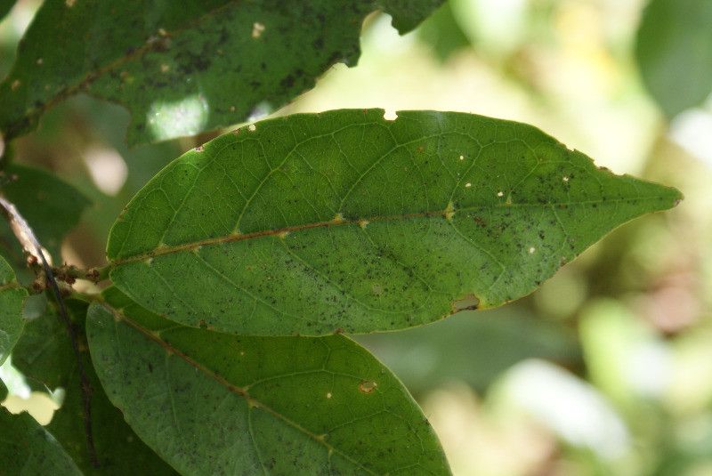 Antidesma madagascariense leaf