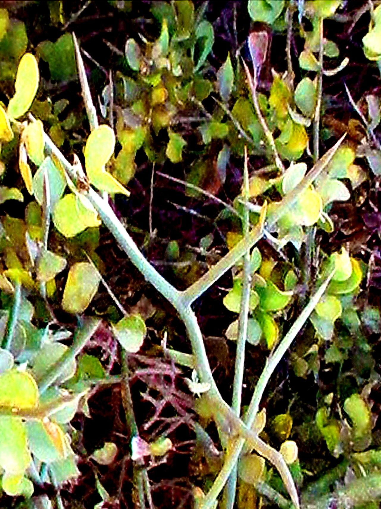 Balanites angolensis — related species from the same genus