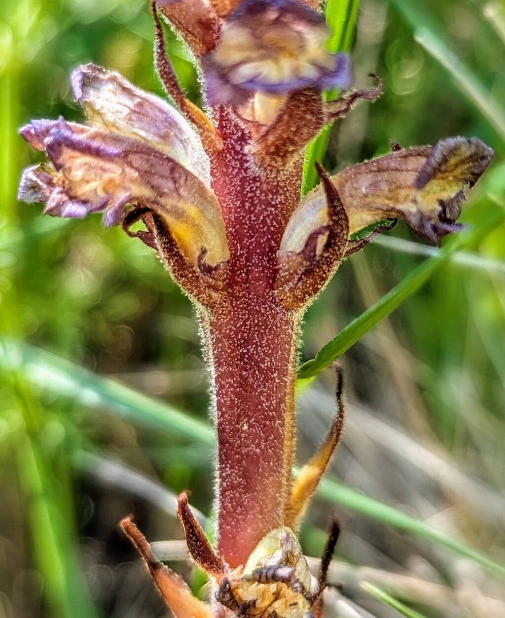 Orobanche grenieri flower