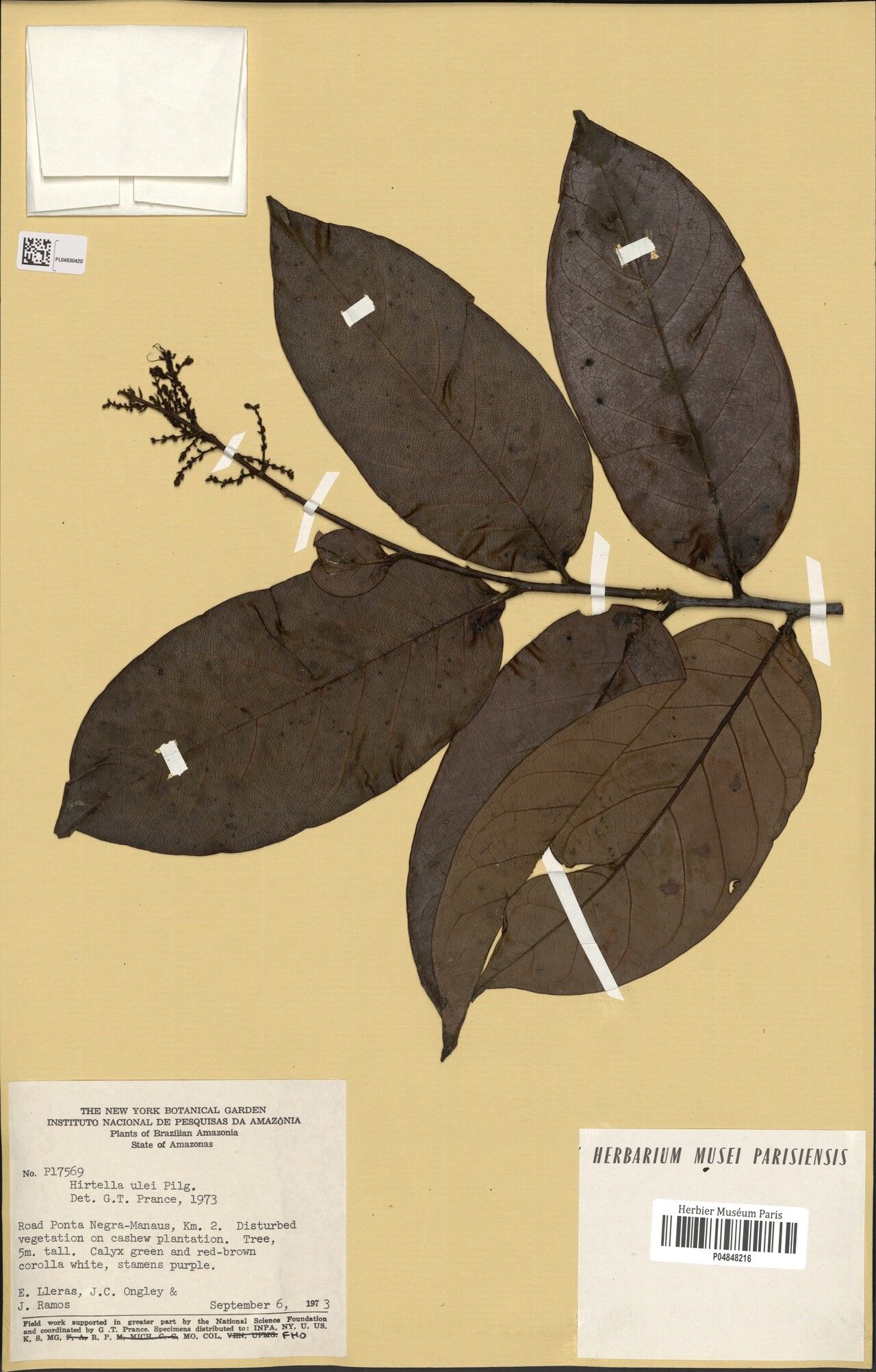 Hirtella ulei — houseplant care guide