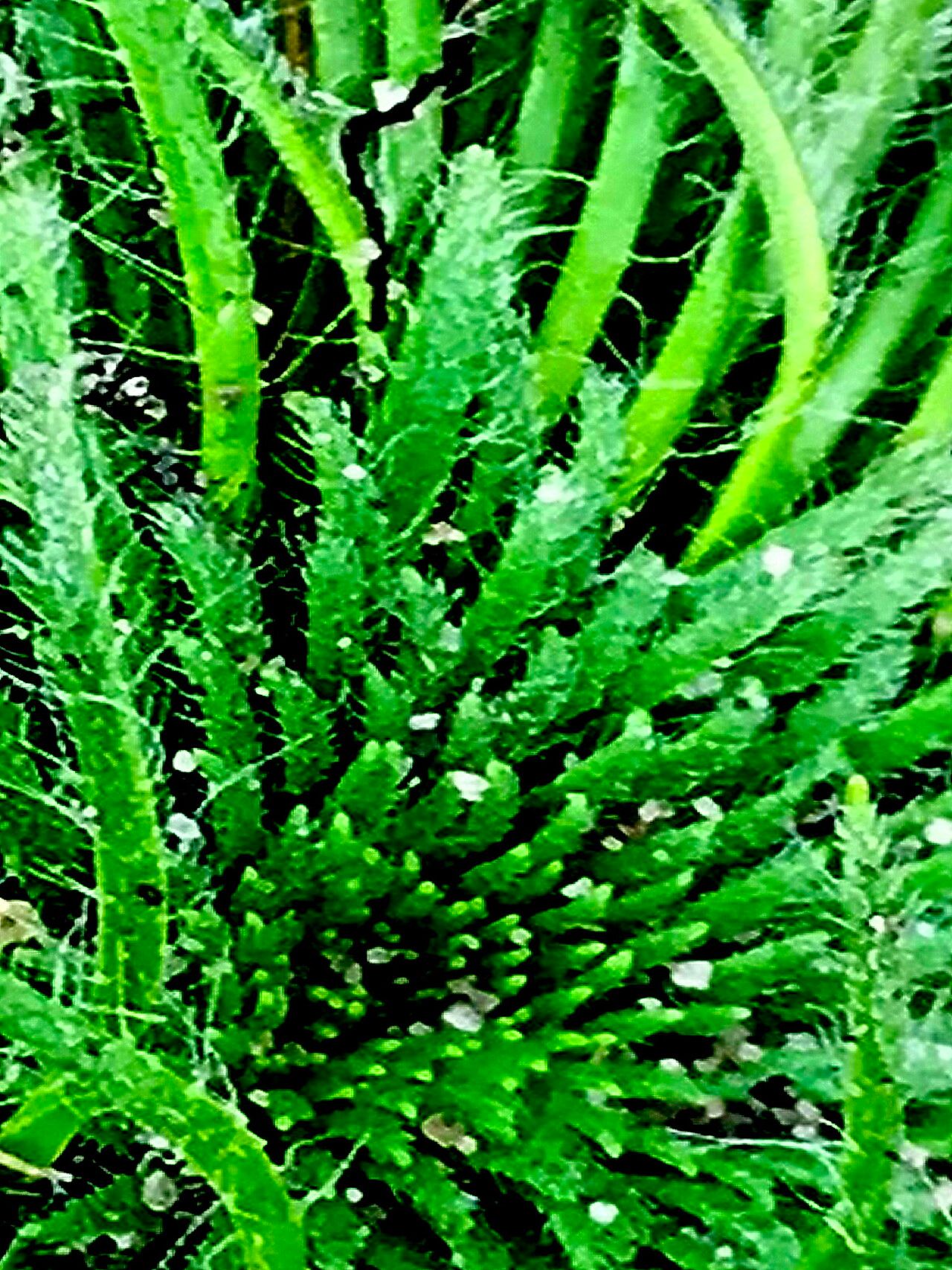 Paepalanthus pulvinatus — houseplant care guide