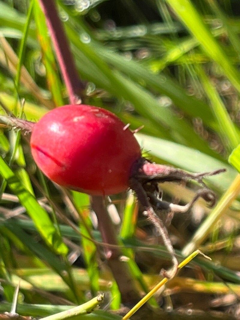 Rosa mollis fruit