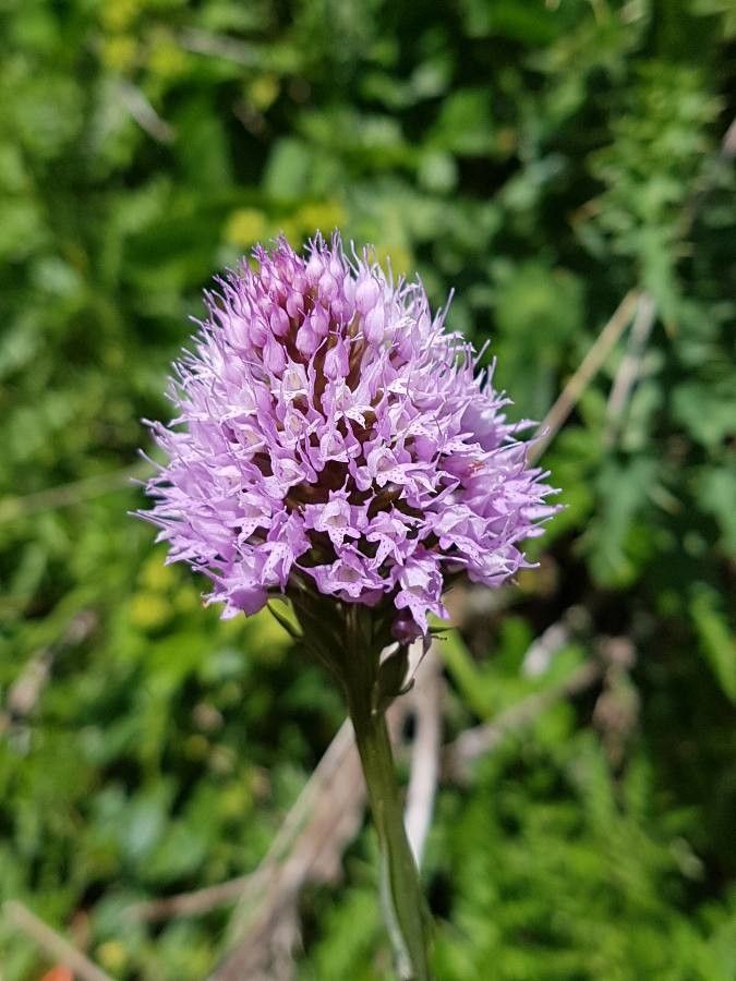 Traunsteinera globosa flower