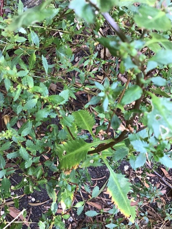 Haloragis erecta — houseplant care guide