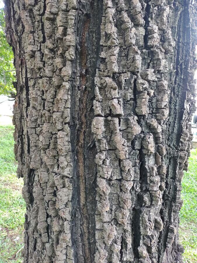 Anadenanthera peregrina bark