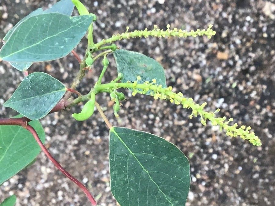 Homalanthus populifolius flower