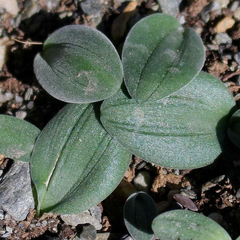 Drimia platyphylla — search result for 'Drimia'