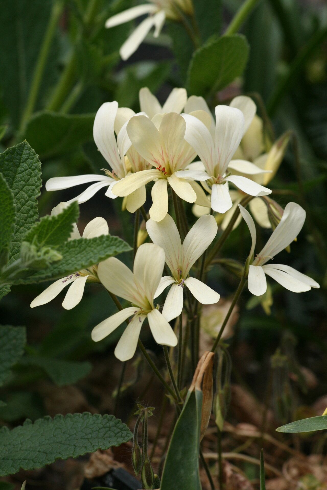 Pelargonium articulatum — houseplant care guide