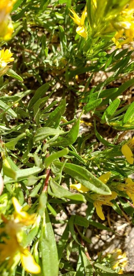 Gutierrezia sarothrae — search result for 'western Canada'